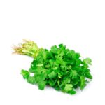 Cilantro